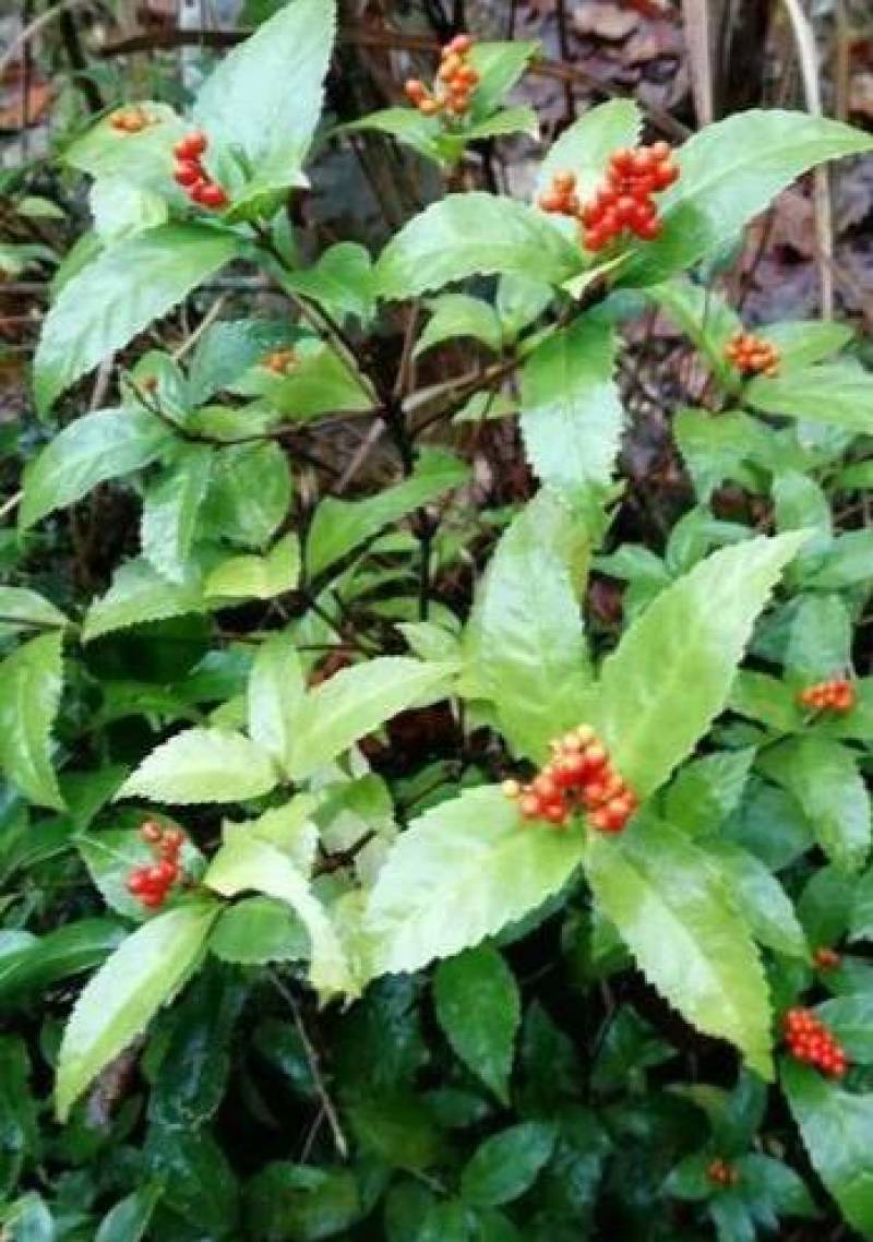 草珊瑚，九节风，九节茶，接骨风