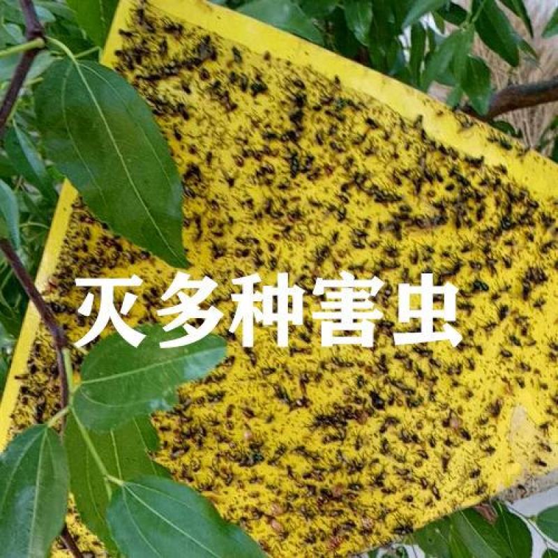 双面粘虫板蓝色诱虫板大棚果园茶园灭多种害虫粘蝇纸黄色粘板