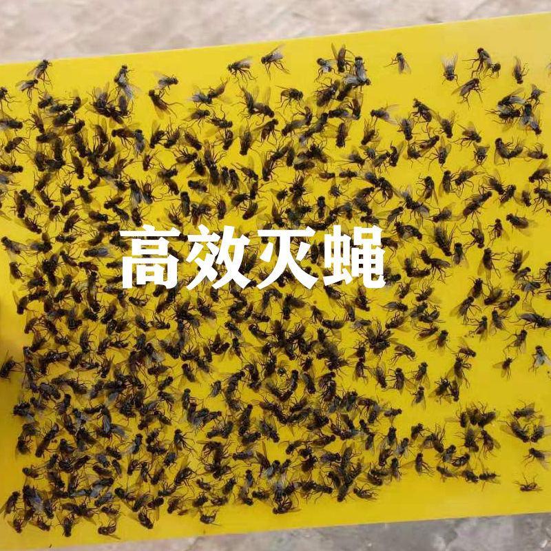 双面粘虫板蓝色诱虫板大棚果园茶园灭多种害虫粘蝇纸黄色粘板