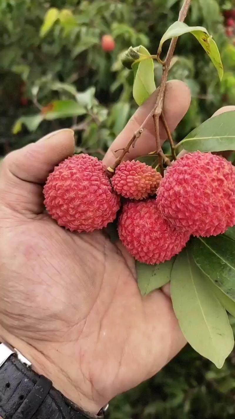 广东陆丰金鸡桂味荔枝，香甜可口，量大价优，一条龙代办！