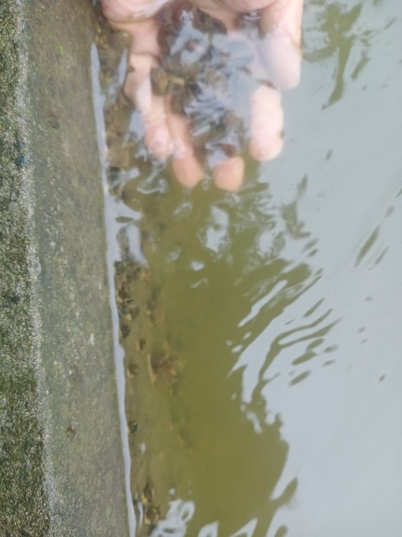 淡水螺