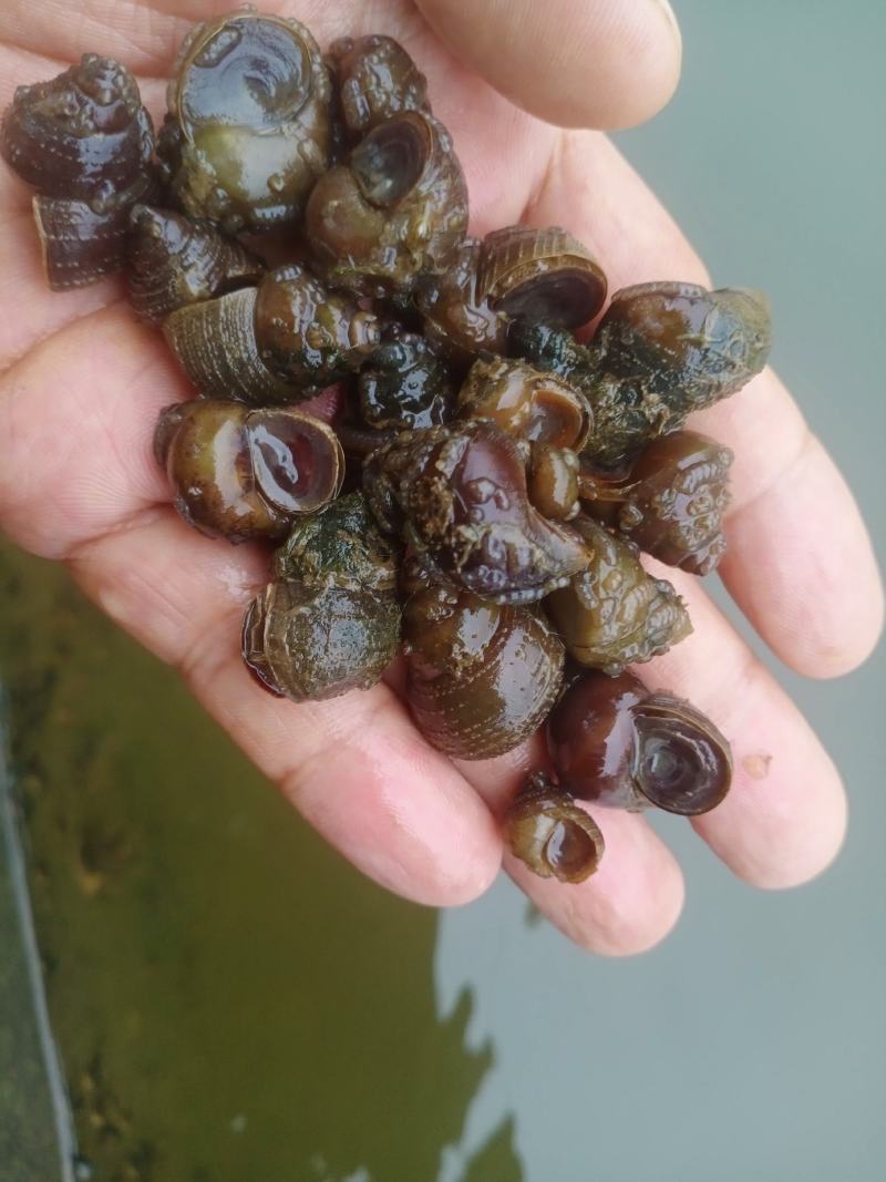 淡水螺