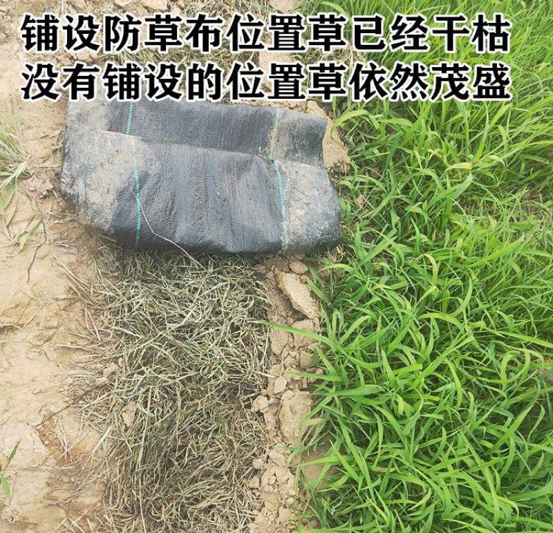 防草布除草布农用果树果园大棚可抗老化耐用渗水保湿黑色地膜