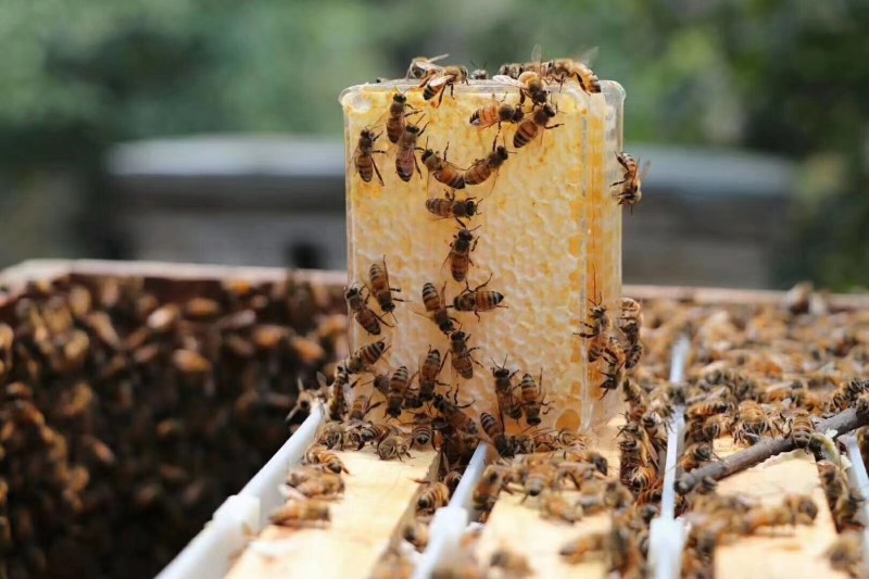 蜂场直销批发蜂巢蜜250克半斤，荆条巢蜜，酒店电商供应商