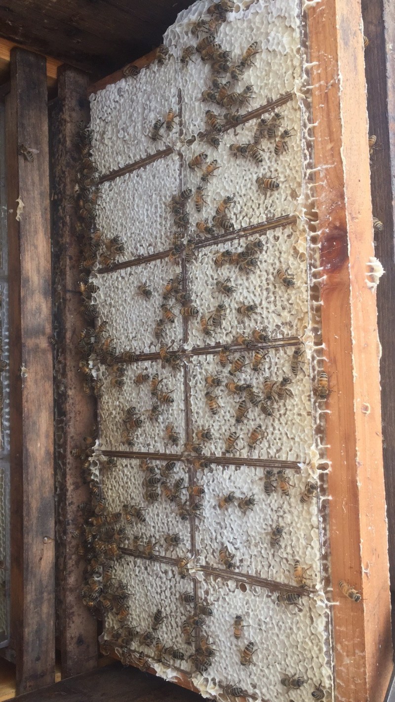 蜂场直销批发蜂巢蜜250克半斤，荆条巢蜜，酒店电商供应商