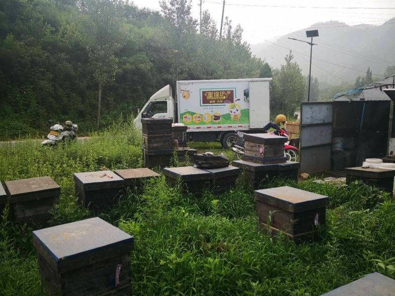 荆条蜜荆花蜂蜜浓度高色泽佳口感好大量批发食品原料