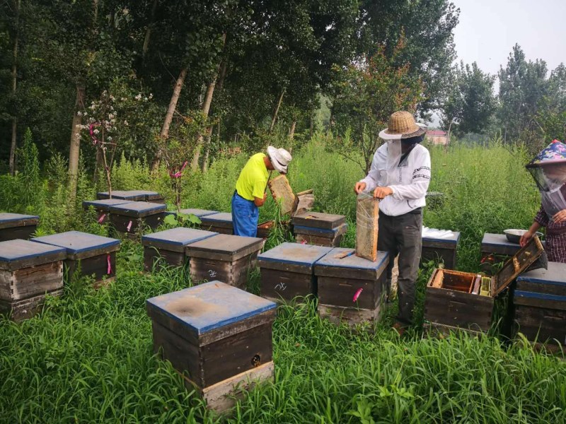 荆条蜜荆花蜂蜜浓度高色泽佳口感好大量批发食品原料