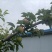 河北省深州市：新梨七号香梨生产基地
