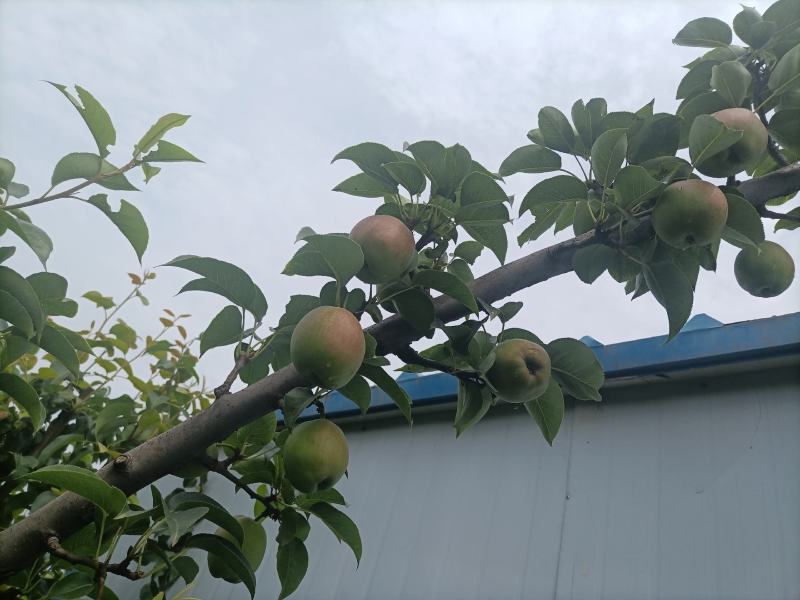 河北省深州市：新梨七号香梨生产基地