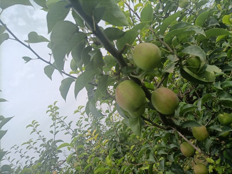 河北省深州市：新梨七号香梨生产基地