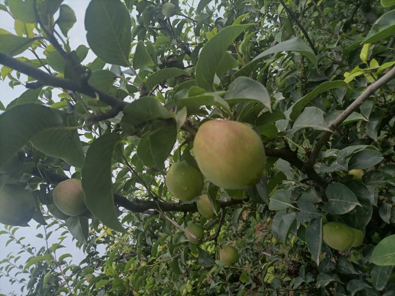 河北省深州市：新梨七号香梨生产基地