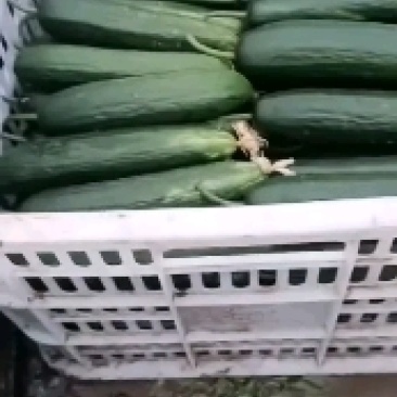 黄瓜