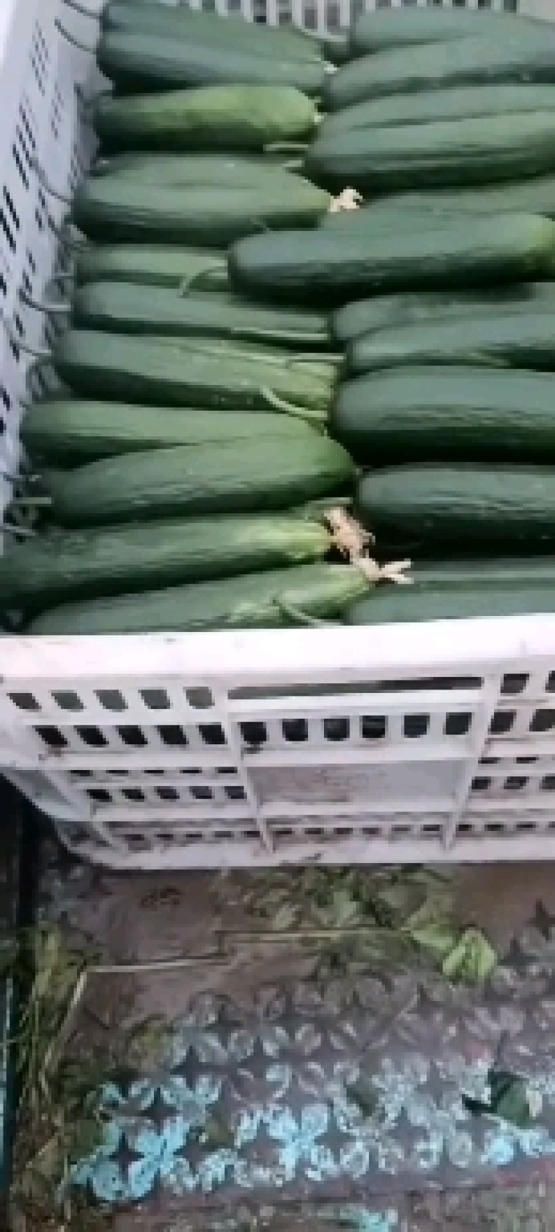 黄瓜