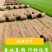 北京草坪草皮销售耐践踏高羊茅早熟禾果岭优质货源