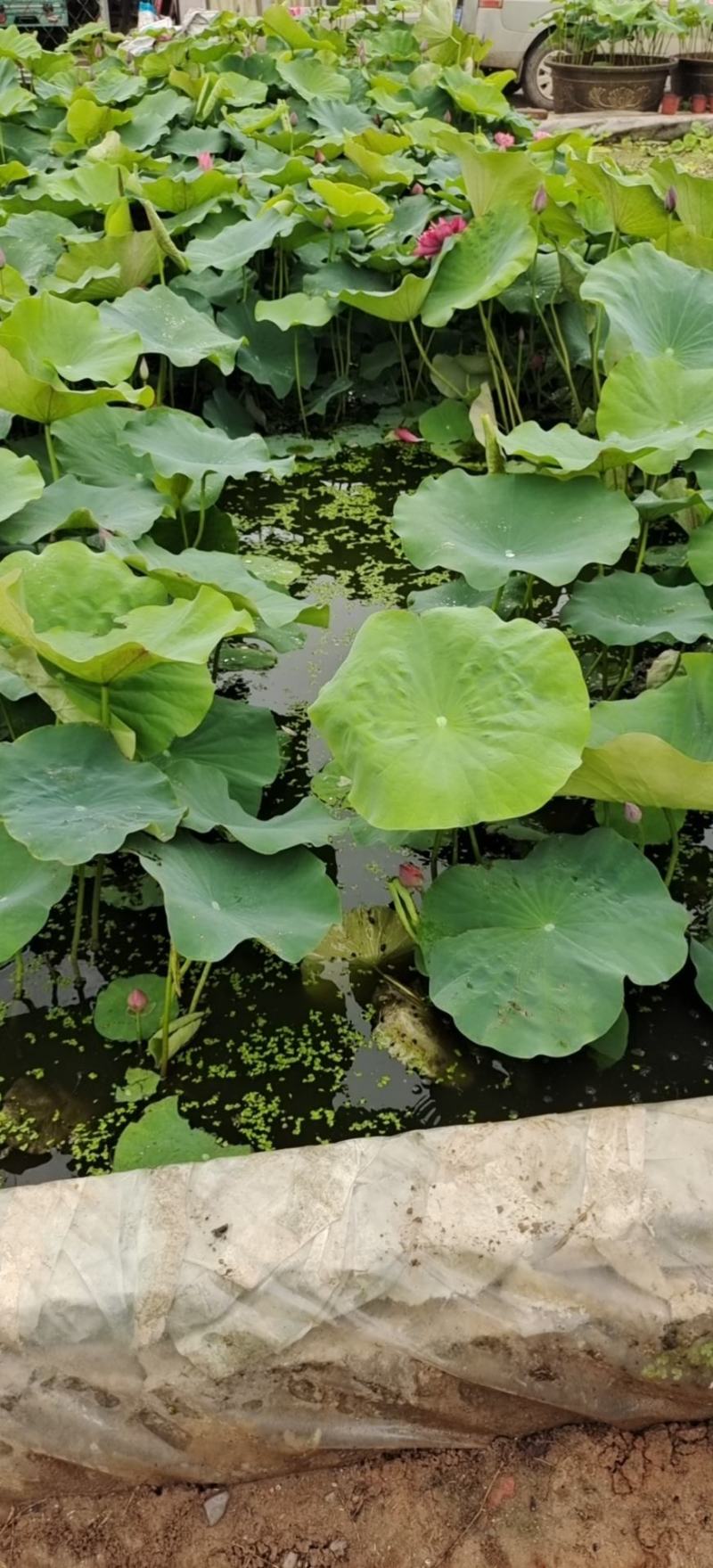 荷花品种荷花，绿化荷花多种颜色，品种齐全基地大量供