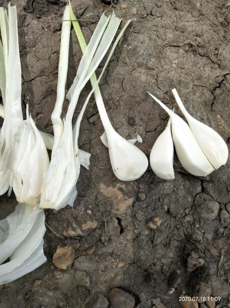 【牛商商家】白皮鲜蒜量大从优产地发货欢迎选购