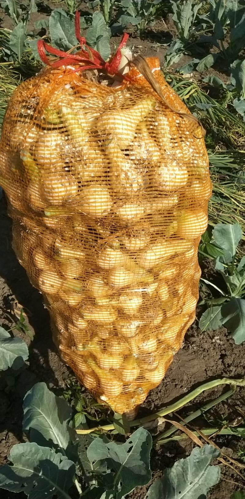 【牛商商家】白皮鲜蒜量大从优产地发货欢迎选购