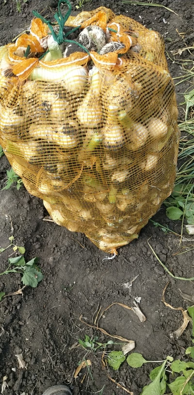 【牛商商家】白皮鲜蒜量大从优产地发货欢迎选购