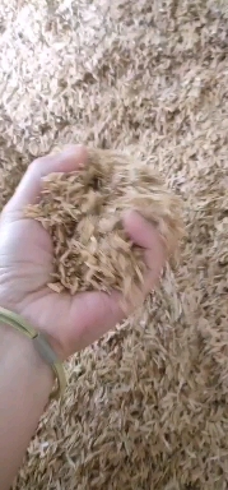 壳糠油糠压缩稻壳酒厂酿酒养殖饲料陶粒生物燃料