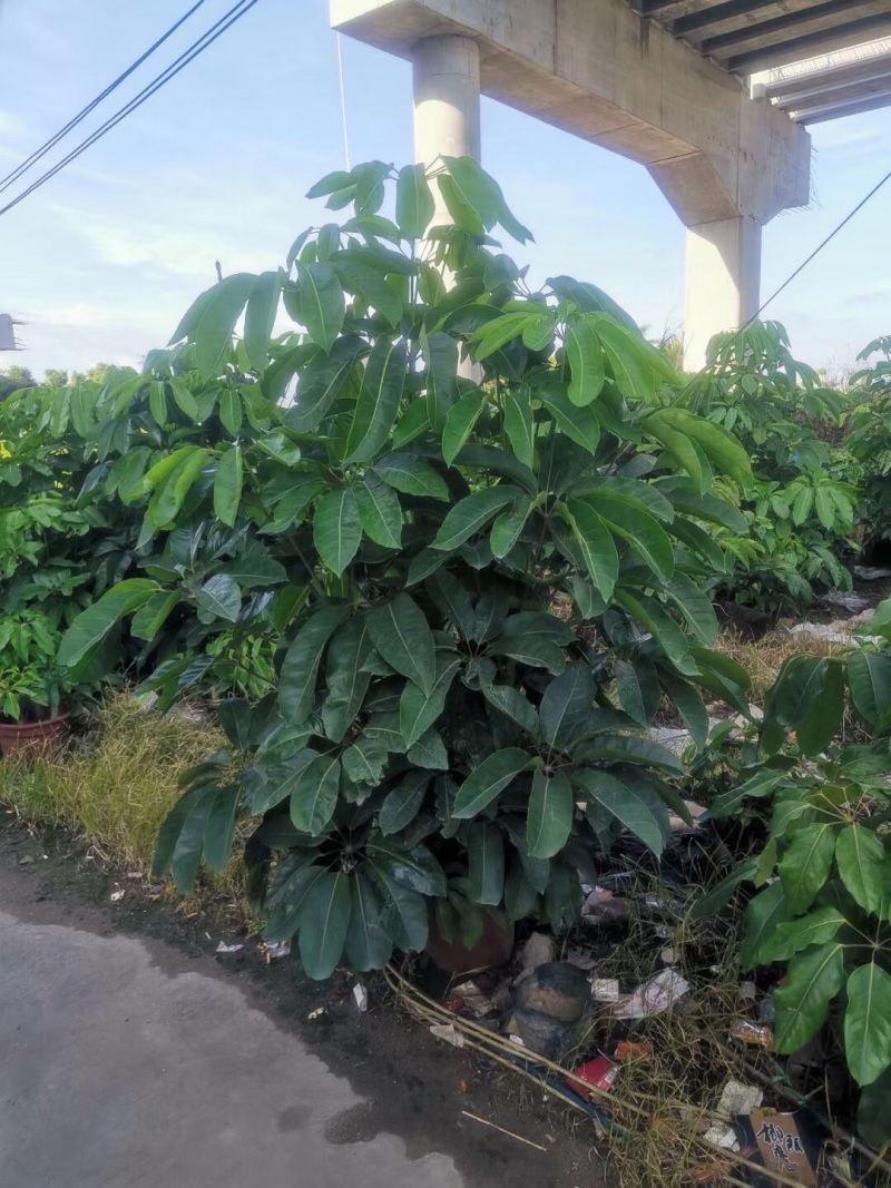 澳洲鸭脚木大叶伞各种规格红盘布袋基地大量现货