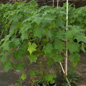 木芙蓉各种规格基地大量现货，欢迎各位客户咨询