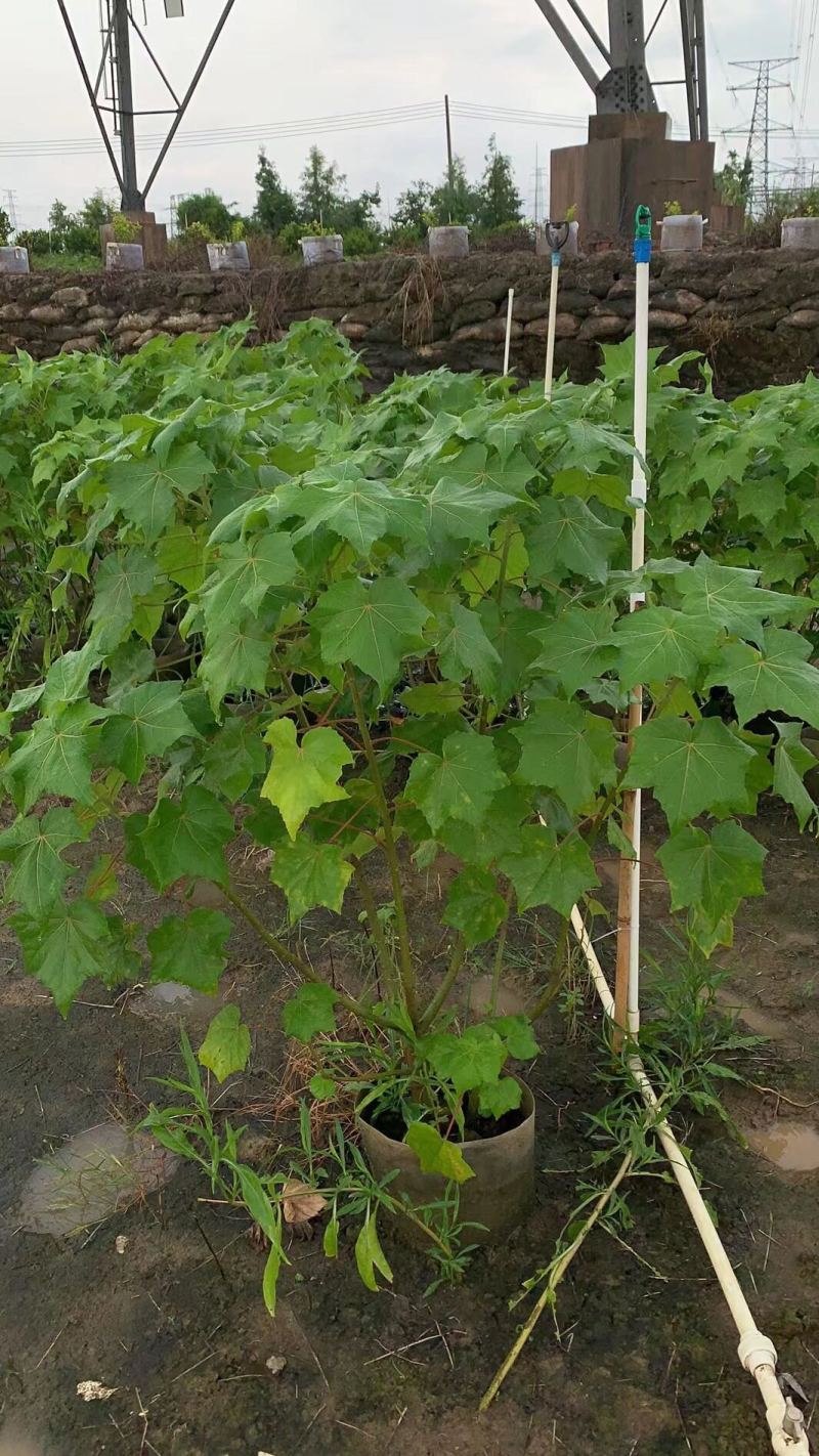 木芙蓉各种规格基地大量现货，欢迎各位客户咨询