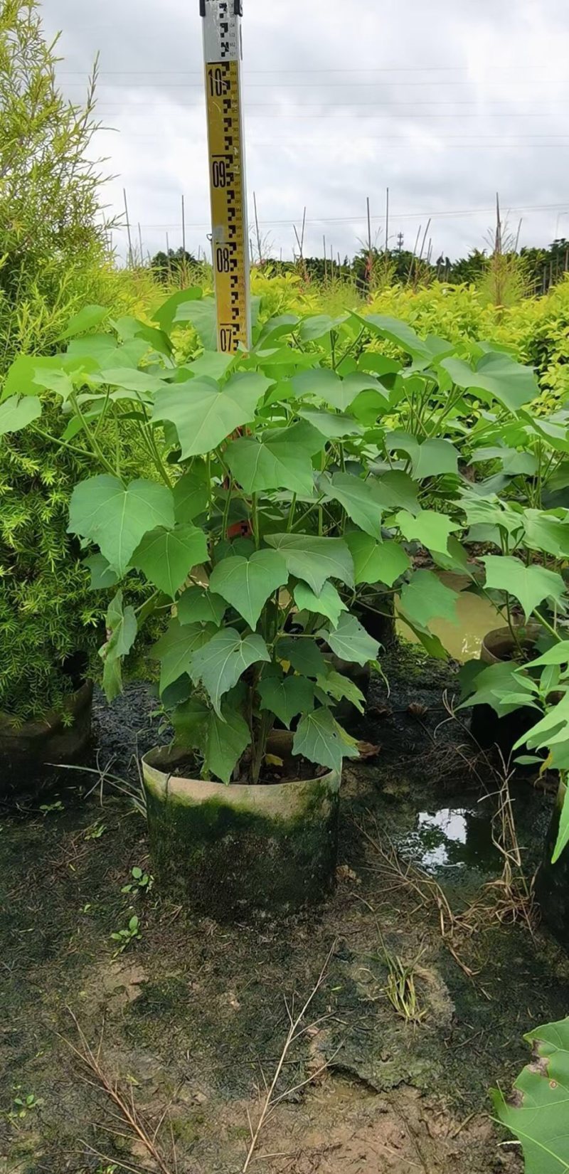 木芙蓉各种规格基地大量现货，欢迎各位客户咨询