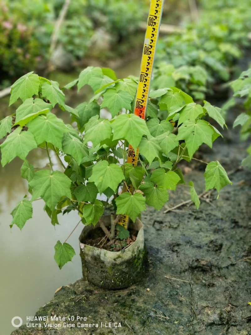 木芙蓉各种规格基地大量现货，欢迎各位客户咨询