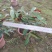 鹅掌柴各种规格基地大量现货供应，欢迎各位客户咨询