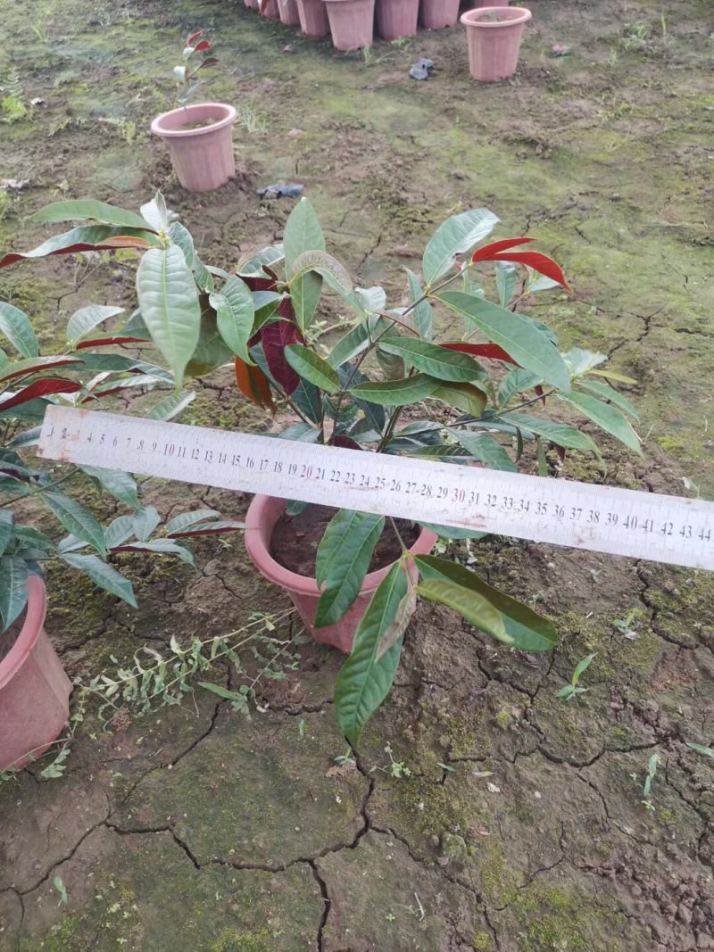 鹅掌柴各种规格基地大量现货供应，欢迎各位客户咨询