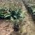 鹅掌柴各种规格基地大量现货供应，欢迎各位客户咨询