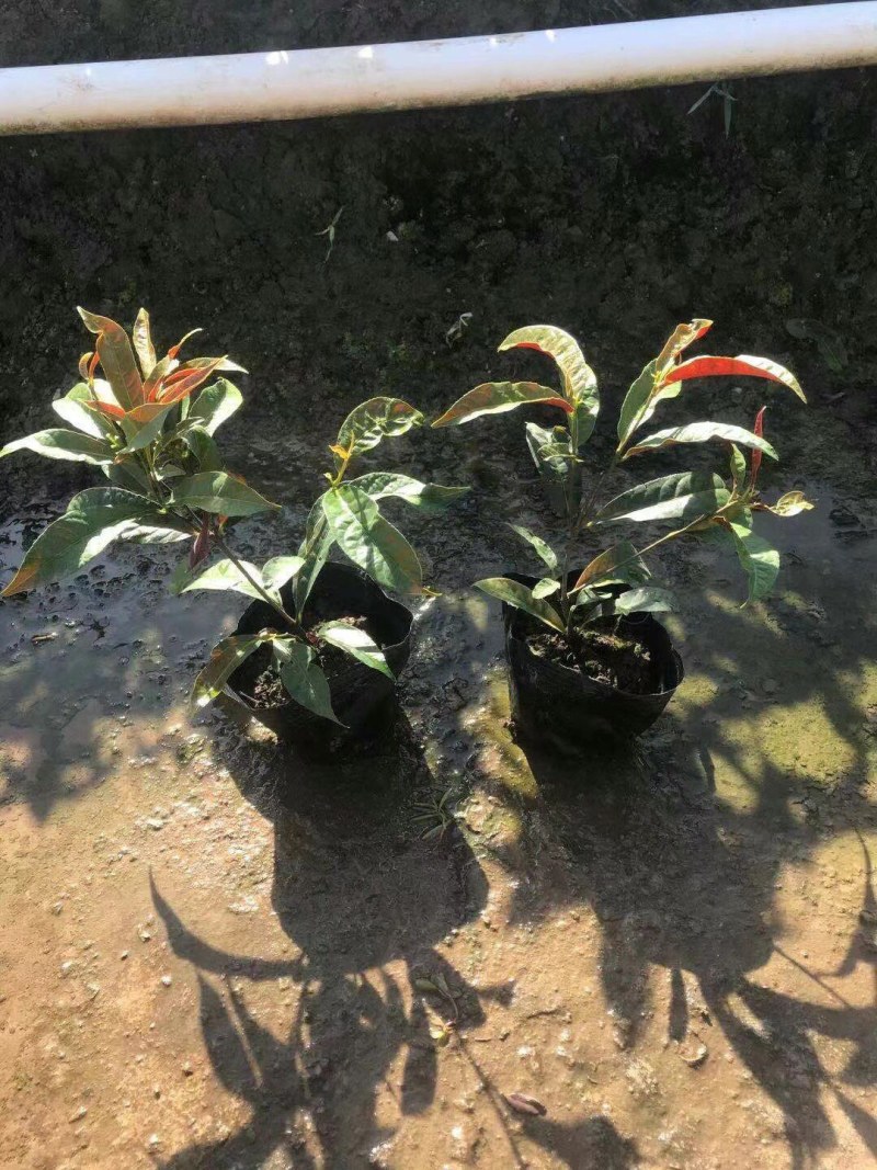 鹅掌柴各种规格基地大量现货供应，欢迎各位客户咨询