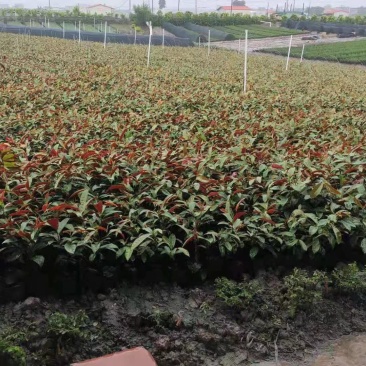 鹅掌柴各种规格基地大量现货供应，欢迎各位客户咨询