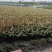 鹅掌柴各种规格基地大量现货供应，欢迎各位客户咨询