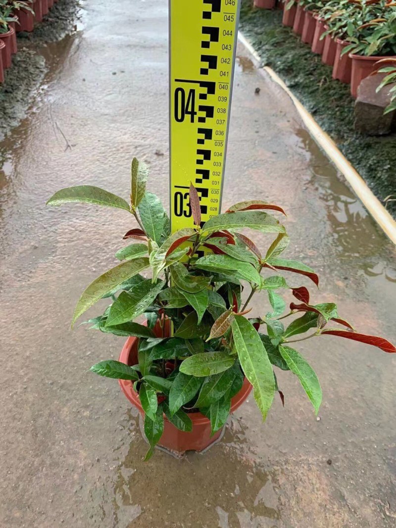 鹅掌柴各种规格基地大量现货供应，欢迎各位客户咨询