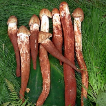 野生菌