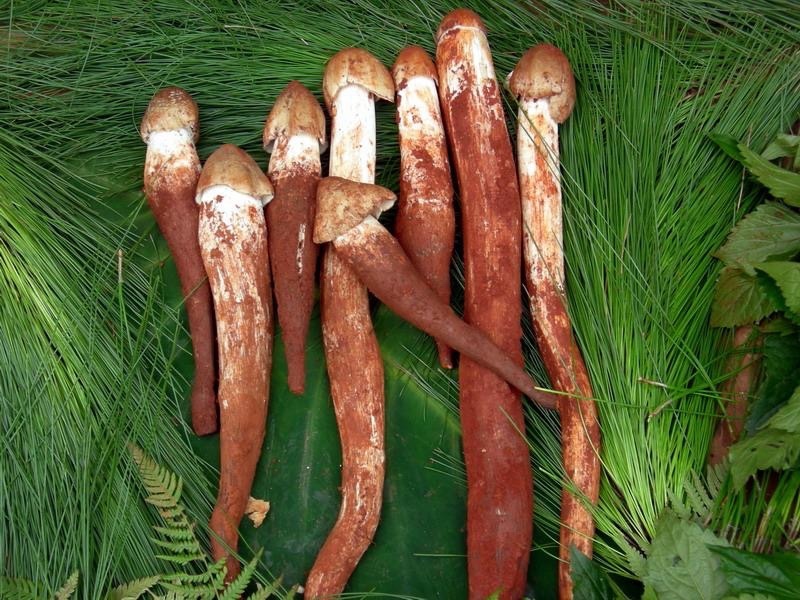 野生菌