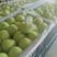 河北精品藤木苹果大量上市-产地直销-保质保量