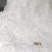 番石榴网袋，芭乐网袋，四季梨网袋防虫保护更好。1