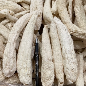 大方冬荪，无裙竹荪（贵州大方县特产菌品）
