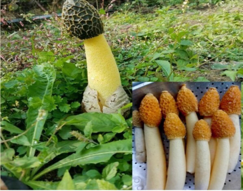 大方冬荪，无裙竹荪（贵州大方县特产菌品）