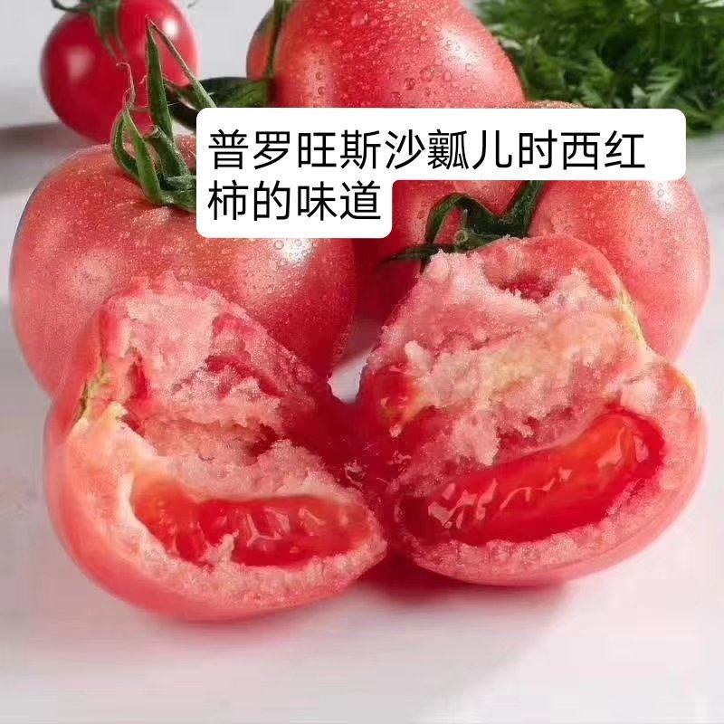 普罗旺斯西红柿苗，口感西红柿苗，口感好，苗厂直发