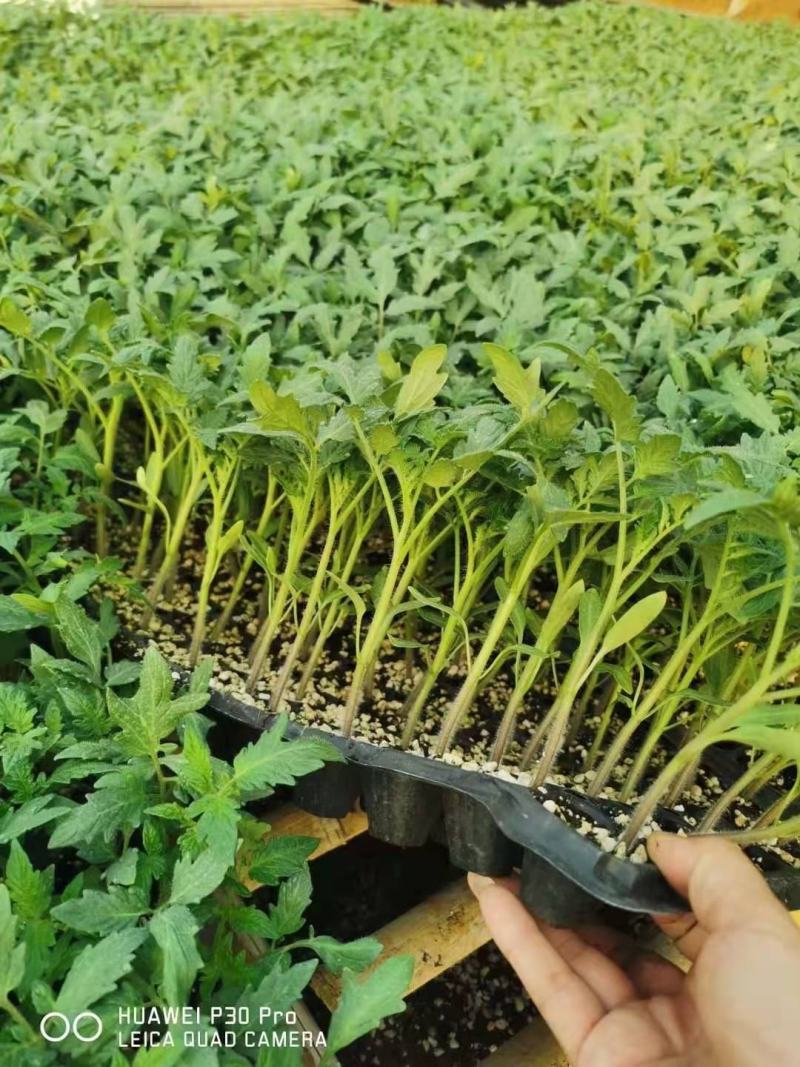 普罗旺斯西红柿苗，口感西红柿苗，口感好，苗厂直发