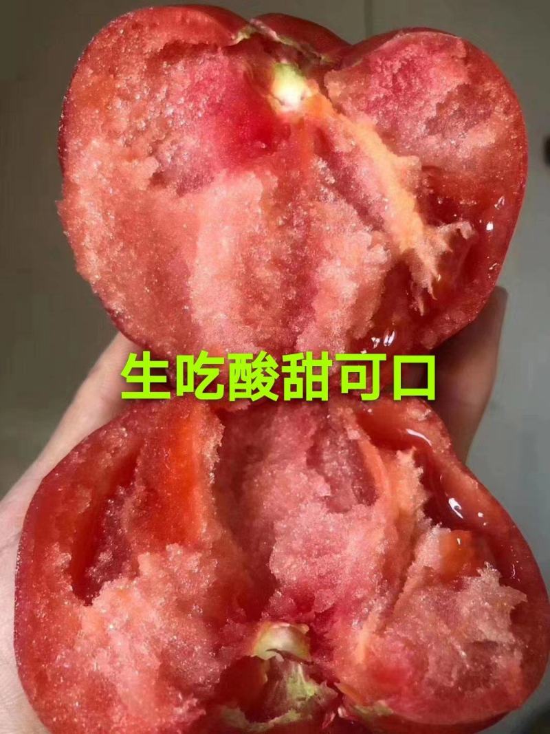 普罗旺斯西红柿苗，口感西红柿苗，口感好，苗厂直发