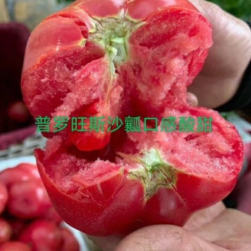 普罗旺斯西红柿苗，口感西红柿苗，口感好，苗厂直发