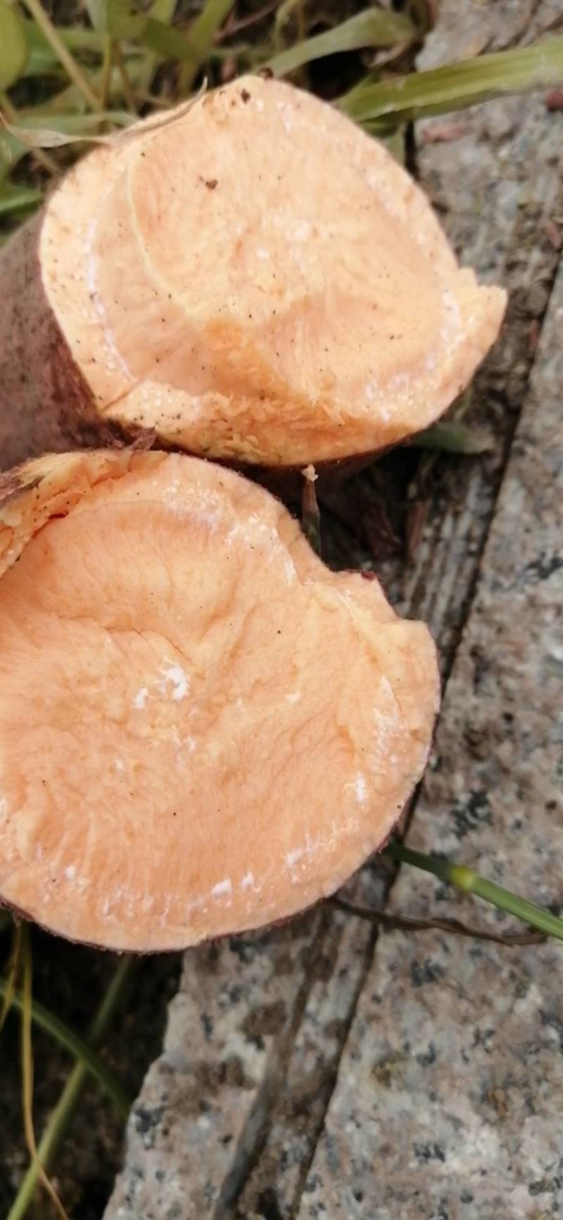 福建精品英歌红薯