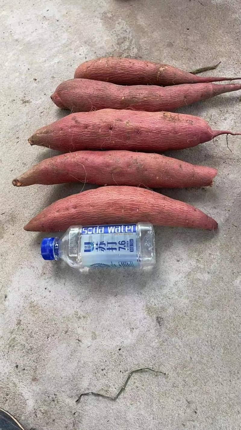 福建精品英歌红薯