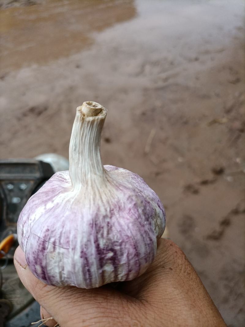 老於地蒜种