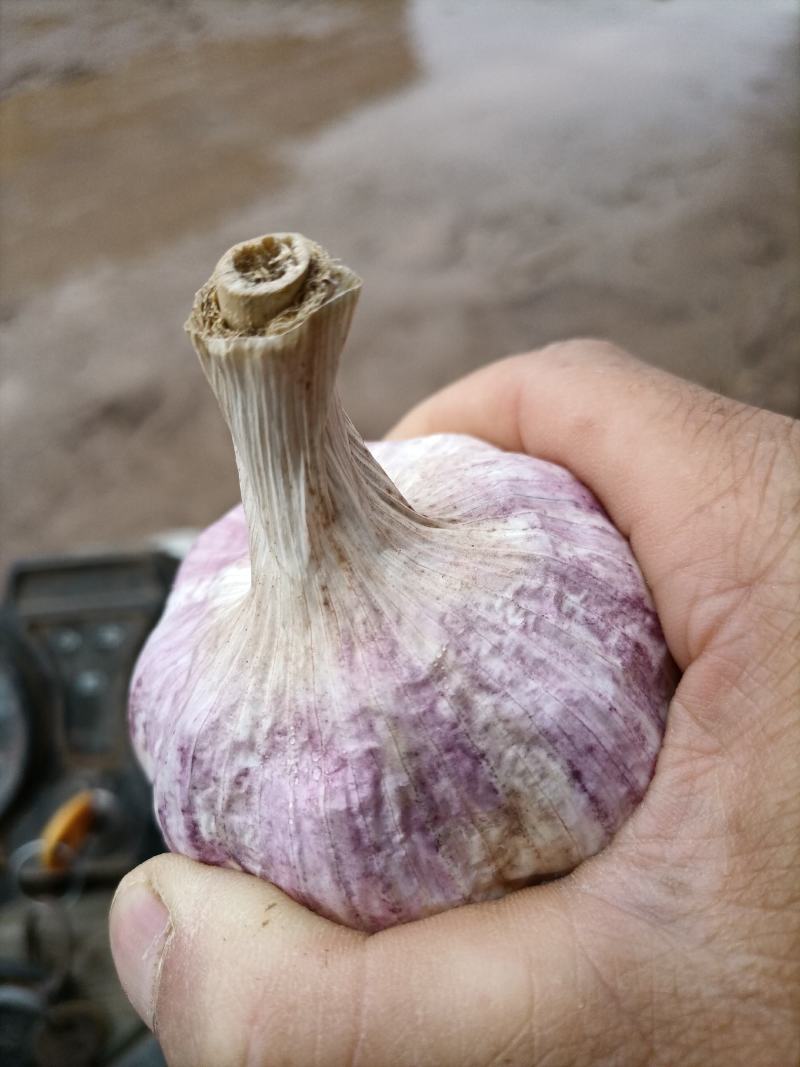 老於地蒜种
