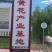 产地热销【黄花菜】山西万亩黄花基地。宋姐采摘直销！